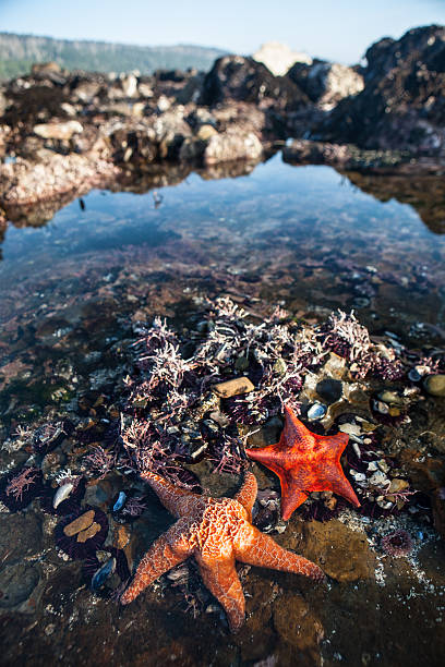 istock Starfish in California Tide Pool 533554968