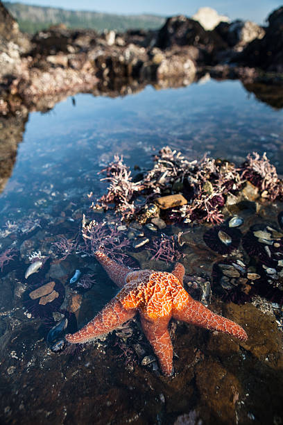 istock Orange Ochre Starfish in Tide Pool 533555008