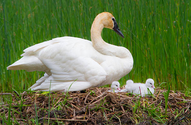 Mute Swan in front of a reed bed in Gosforth Park Nature Reserve.  Sleeping with its head under its wing.