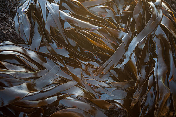 Out of the water during low tide, kelp lies on the rocky coast of northern California. Kelp forests support an incredible community of marine life.
