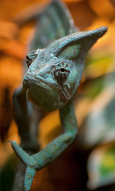 istock Closeup chameleon portrait 533555278