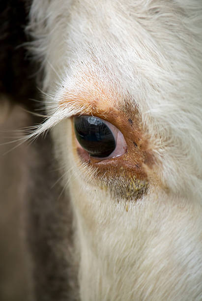 istock Eye of a cow 533555300