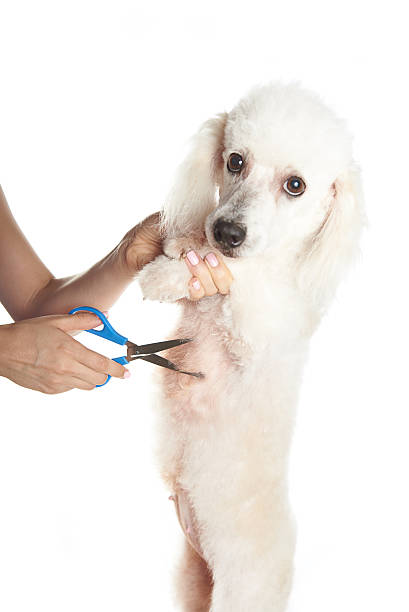 istock white dog getting hair cut 533555394