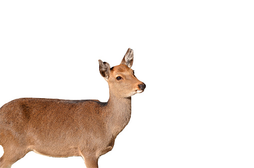 Female deer isolated white background.