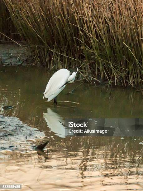 Little Egret Egretta Garzetta Stock Photo - Download Image Now - 2015, Animal Wildlife, Dawn