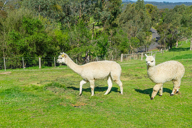 istock View of two fluffy alpacas in a farm 533555742