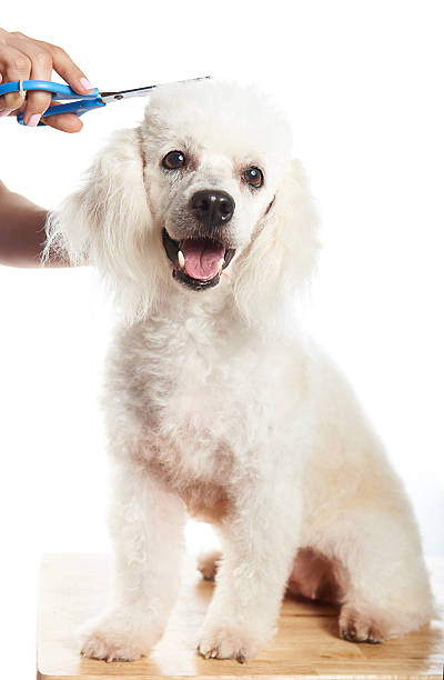 istock happy dog hair cut 533555948