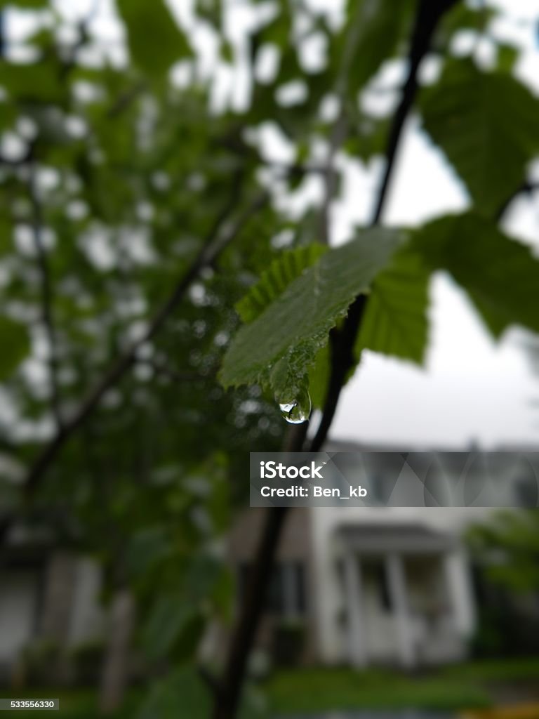 Leaf Leaf with small water droplet hanging off the tip. Close-up Stock Photo