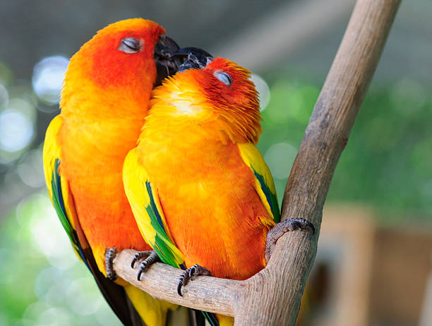 Pair of lovebirds, couple parrot  Male and Female couple parrot  Male and Female joined at hip stock pictures, royalty-free photos & images
