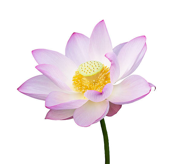 istock blooming lotus flower 533557734