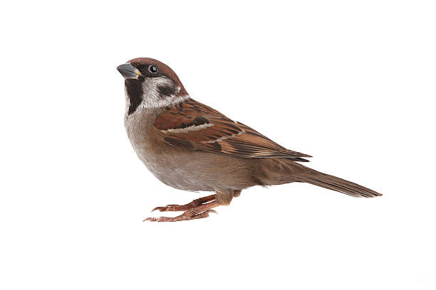 sparrow sparrow on a white background sparrow stock pictures, royalty-free photos & images