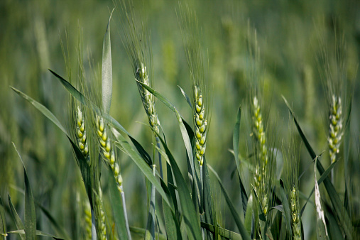 Wheat, Triticum spp.is a cereal grain. This grain is grown on more land area than any other commercial food. wheat is the leading source of vegetable protein in human food, having a higher protein content than other major cereals.