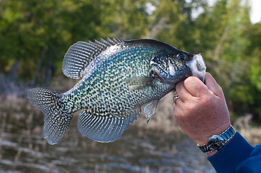 A Black Crappie from a Minnesota Lake