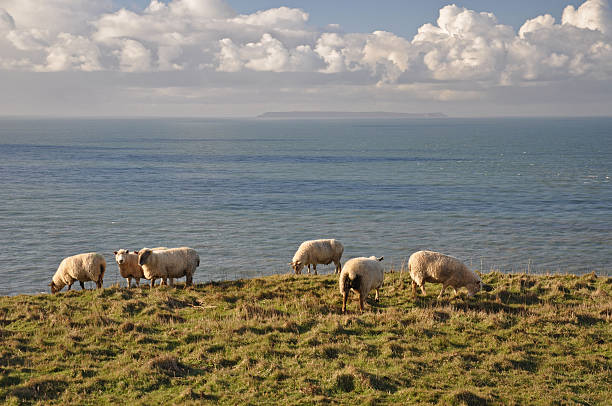 Sheep at Baggy Point stock photo