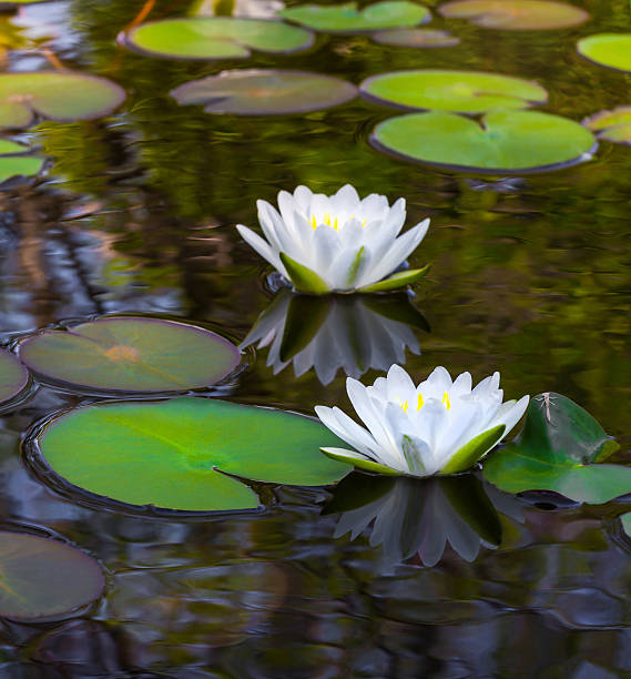istock Beauty water lilly 533558340