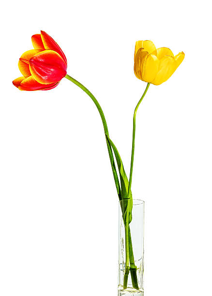 istock Red and yellow tulips in a glass vase 533558873