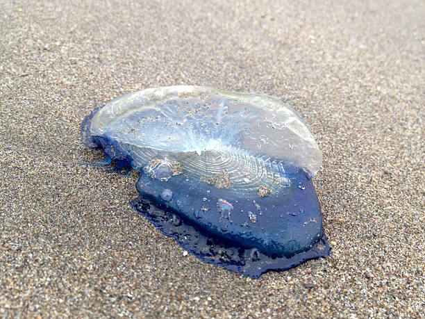 istock Velella On The Shore 533559356
