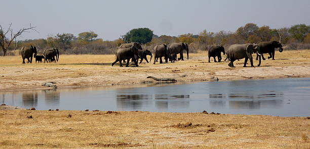 istock group of elephants in savannah 533559852