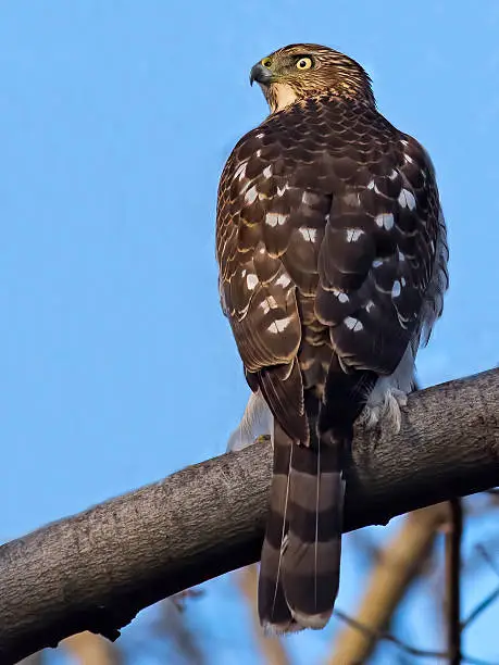 Cooper's Hawk in Tree