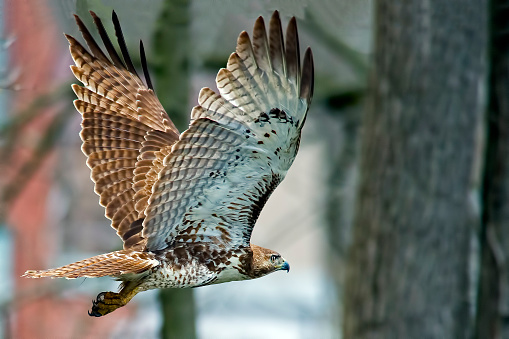 Red-Tailed  Hawk in Flight