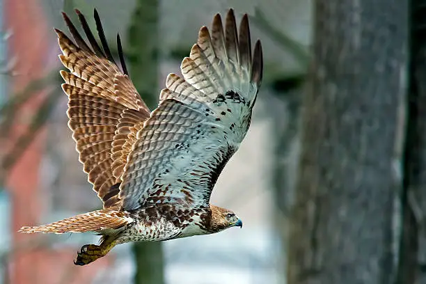 Photo of Red-Tailed  Hawk
