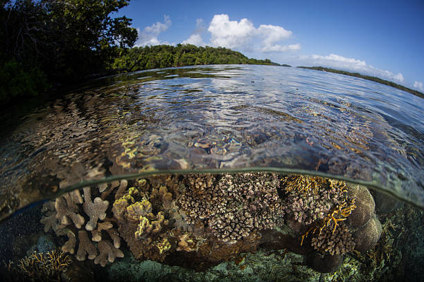 istock Solomon Island Coral Reef 533560876