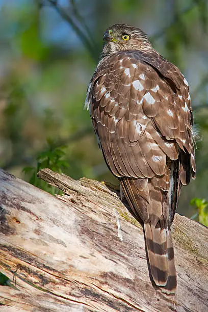 Cooper's Hawk in Tree