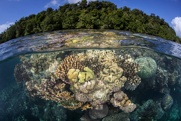 istock Corals and Island in Melanesia 533561052