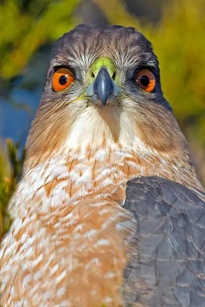 Cooper's Hawk Close-up