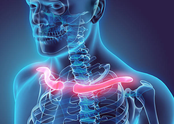 3D illustration of Clavicle, medical concept. stock photo