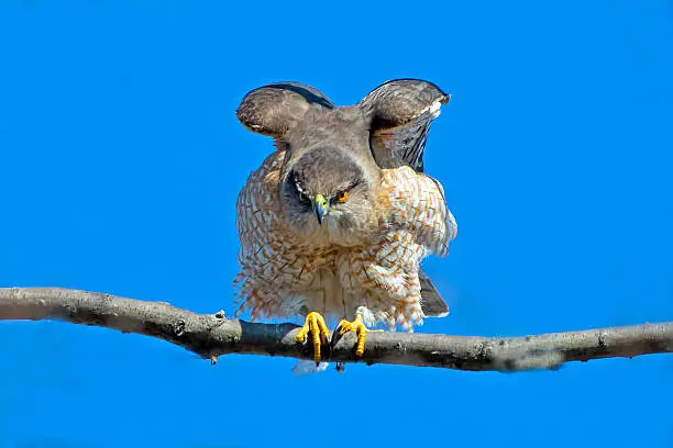 Cooper's Hawk in Tree