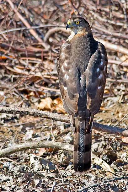 Cooper's Hawk in Tree