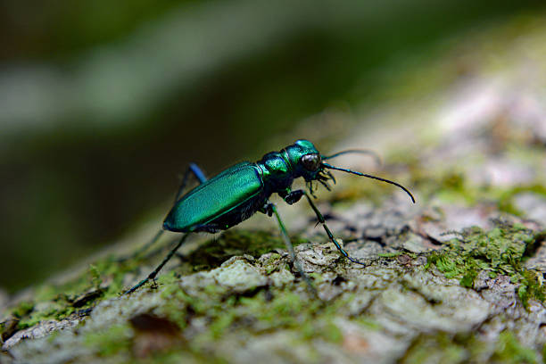 emerald green tiger beetle on fallen tree - 班蝥 圖片 個照片及圖片檔