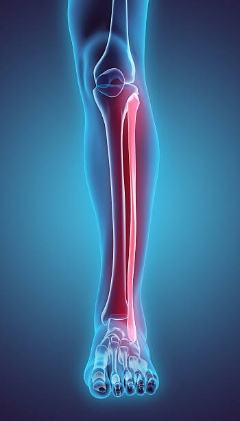 3dイラストレーションの 腓骨 、医療コンセプトが光ります。 - cartilage patella human knee medical exam ストックフォトと画像