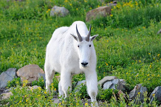 istock Mountain Goat 533562378