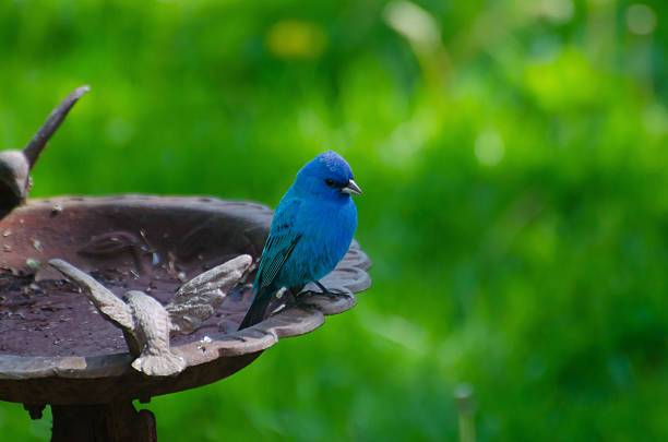 The Indigo Bunting is a blue bird but not a Bluebird. This is a jewel of a bird.  Interesting to note that Indigo Buntings lack blue pigment -- so they look blue to us for similar reasons that the sky looks blue to us.