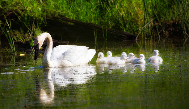 istock Trumpeter Swan and Babies Close Up 533563616