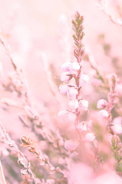 istock Alpine plant, Alpine meadow with blur and sweet toned filter 533563838