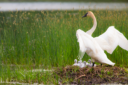 Mute swan landing in a lake.