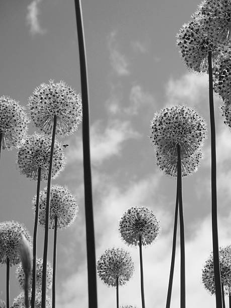 istock Round Flowers on Long Stems 533564244
