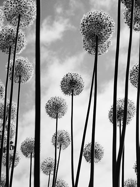 Black and White Round Flowers on Long Stems