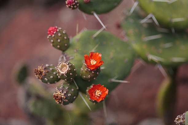 istock Small red Opuntia quitensis cactus flowers 533564498