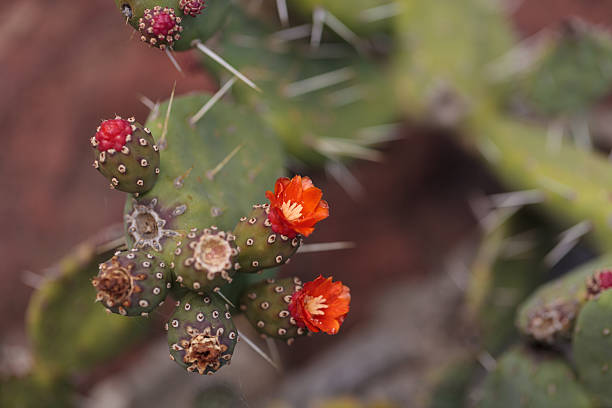 istock Small red Opuntia quitensis cactus flowers 533564578