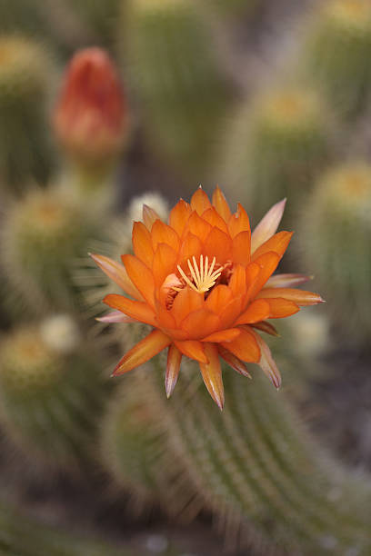 istock Lobivia huascha andalgala cactus 533564944