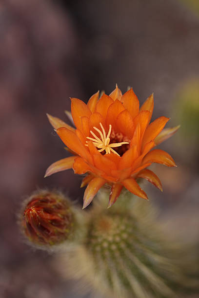 istock Lobivia huascha andalgala cactus 533565336