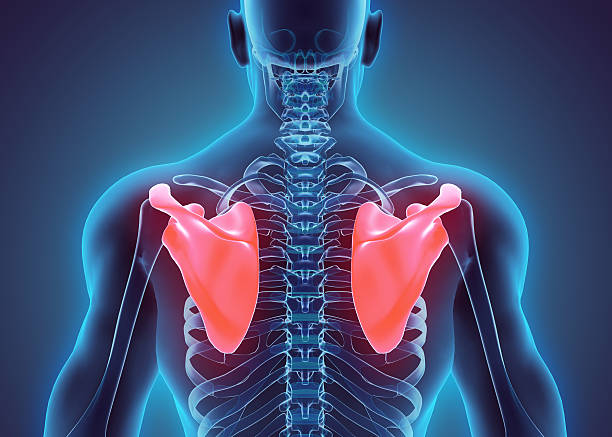 3d 일러스트레이션 of 견갑골, 의료 컨셉입니다. - human spine digitally generated image illness healthcare and medicine 뉴스 사진 이미지