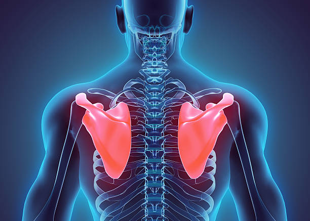 3D illustration of Scapula, medical concept.