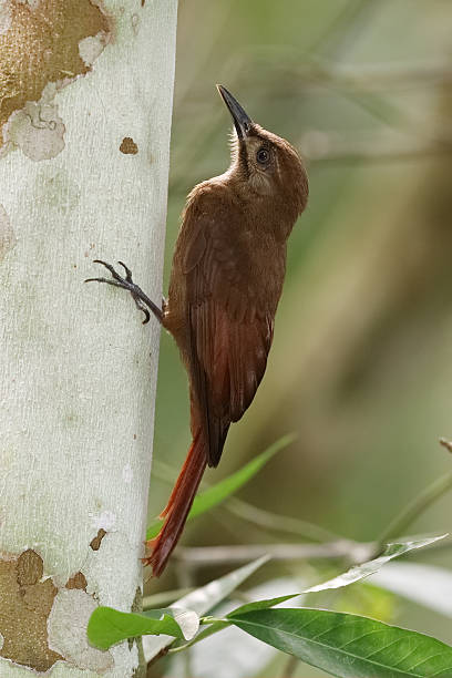 Plain-brown Woodcreeper Climbing Up a Tree - Panama Plain-brown Woodcreeper (Dendrocincla fuliginosa) climbing up a tree as it forages for insects - Gamboa, Panama woodcreeper stock pictures, royalty-free photos & images