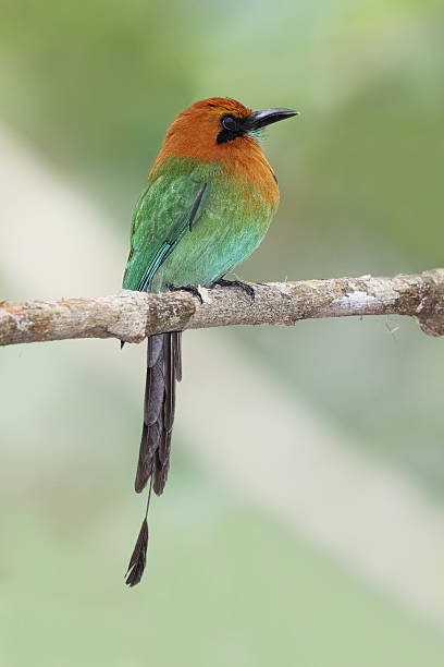 istock Broad-billed Motmot - Panama 533566844