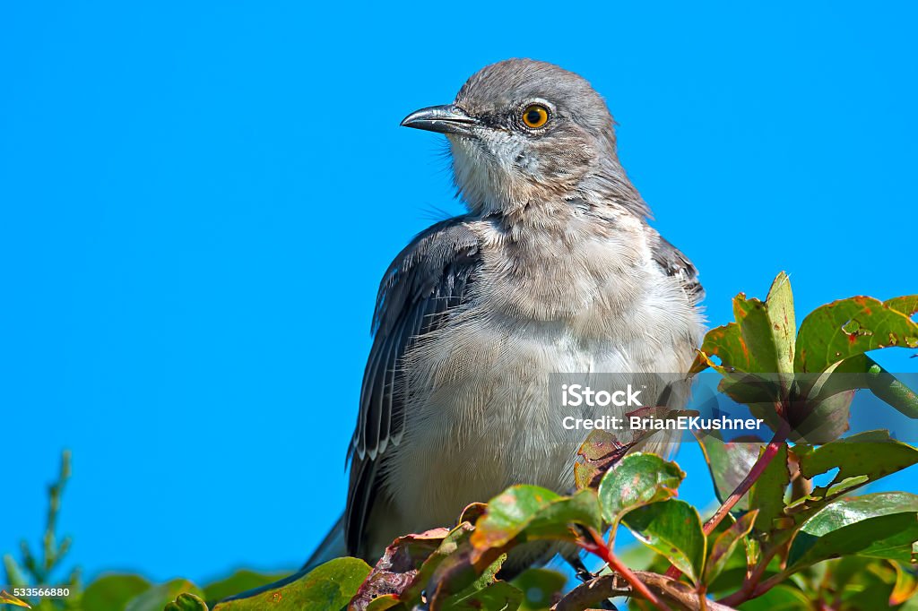 Mocking Bird Tree Northern Mockingbird In Tree Stock Photo - Download Image Now - Animal ...